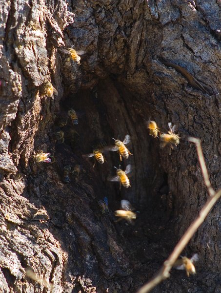 bee nest.jpg